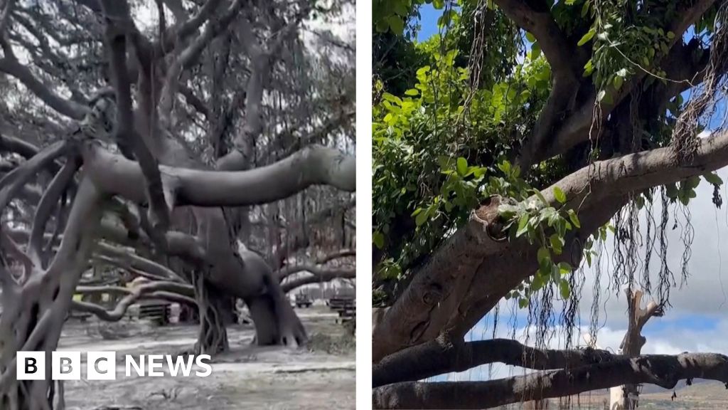 Un icónico árbol de higuera que muestra signos de vida después de los incendios forestales de Maui